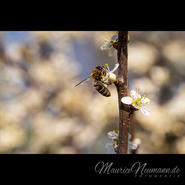 Eine kleine Biene sammelt Nektar im Frühling