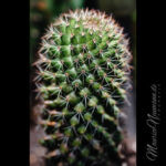 Ein Kaktus in der Nahaufnahme