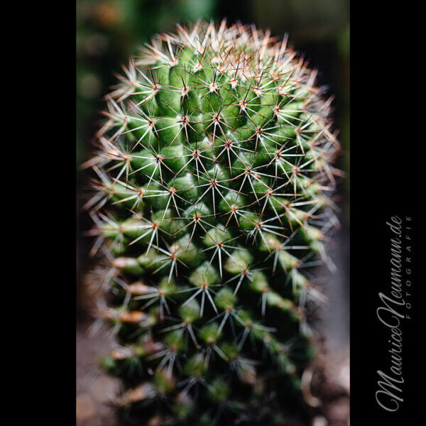 Ein Kaktus in der Nahaufnahme