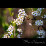 Biene beim Blüten Anflug