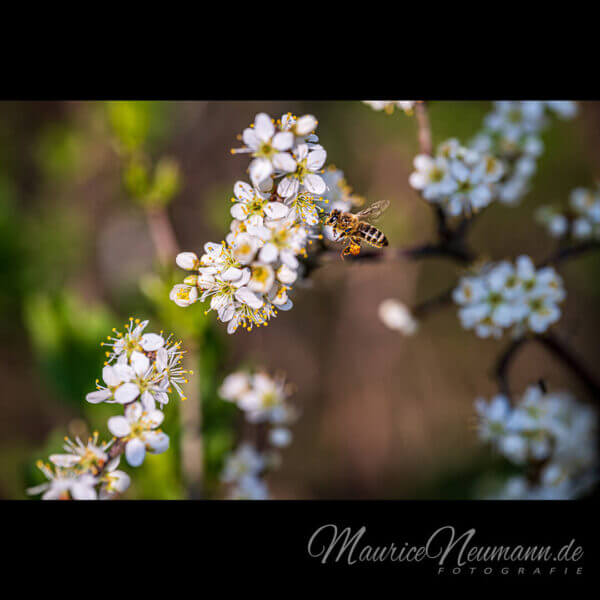 Eine Biene beim Blüten Anflug