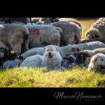 Ein Hütehund bewacht seine Schafherde