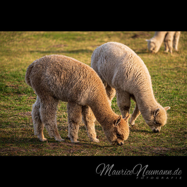 Zwei Alpakas grasen auf der Weide von DeLaLuna – Alpaca