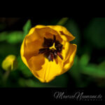 Eine gelbe Garten-Tulpe in der Nahaufnahme