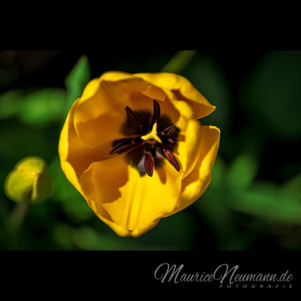Eine gelbe Garten-Tulpe in der Nahaufnahme