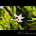 Einblütiger Frühlingsstern mit einer Biene