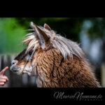 Begegnung der Neugierigen: Ein Alpaka im Zoo Dortmund