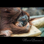 Ruhe in den Baumkronen: Der majestätische Sumatra-Orang-Utan im Zoo Dortmund