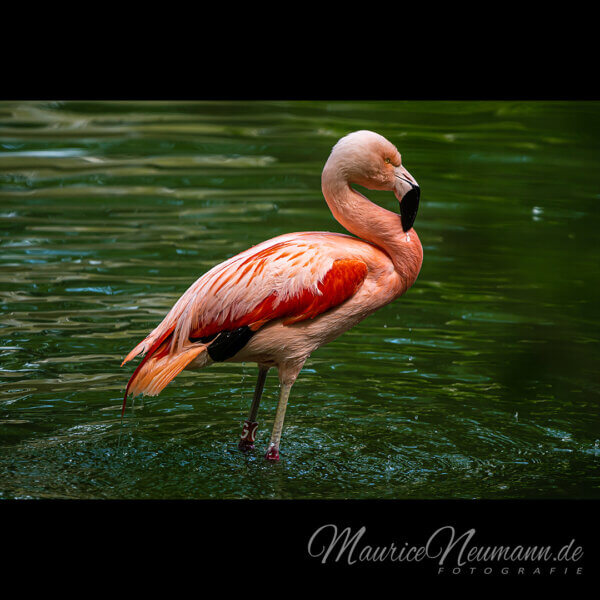 Anmut im Grünen: Der Flamingo im Zoo Dortmund