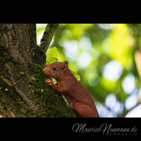 Ein Augenblick der Natur: Das Europäische Eichhörnchen beim Moossammeln