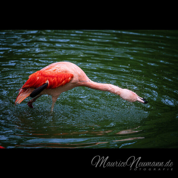 Wasserspritzer der Anmut: Ein Chilenischer Flamingo im Zoo
