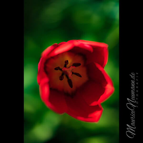 Ewige Liebe: Die Symbolik einer roten Tulpe