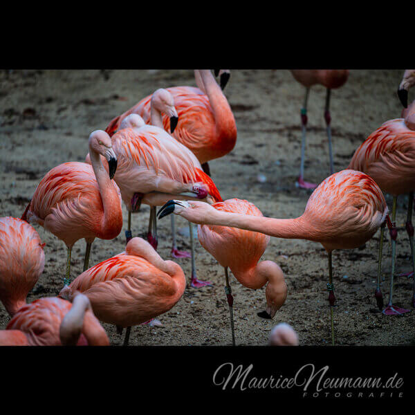 Gefiederte Pracht: Flamingos im natürlichen Licht