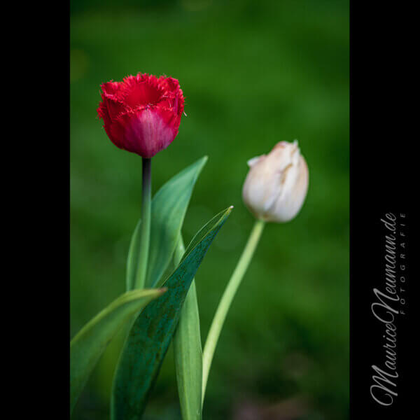 Frühlingszauber: Die Liebe und Reinheit der Tulpen